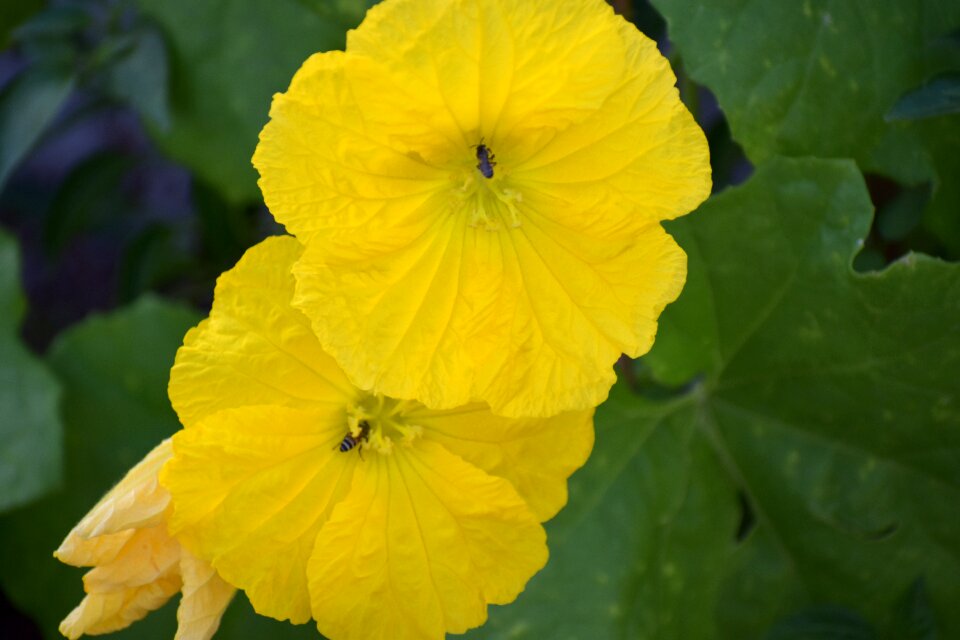 Two yellow flowers honey bees nectar photo