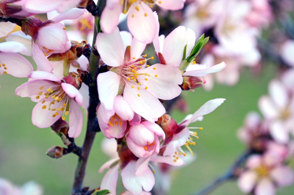 Floral blossom botanical
