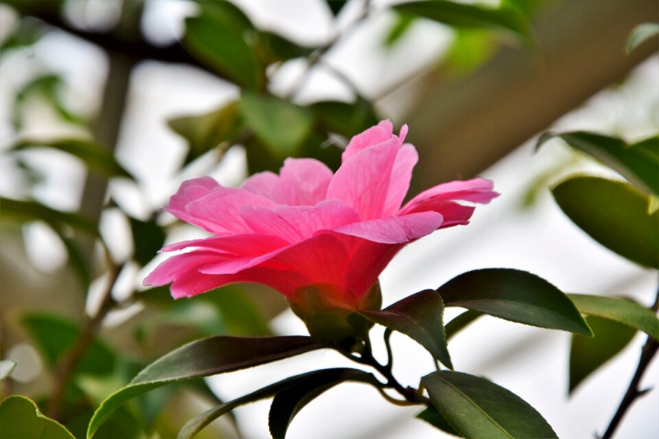 Pink flower petals pistil