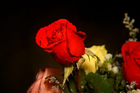 Red rose flower buds drops sượng photo