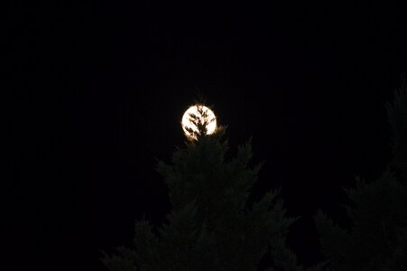 Its my journey night trees