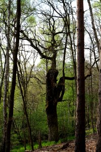 Barssee und Pechsee 2021-05-10 17