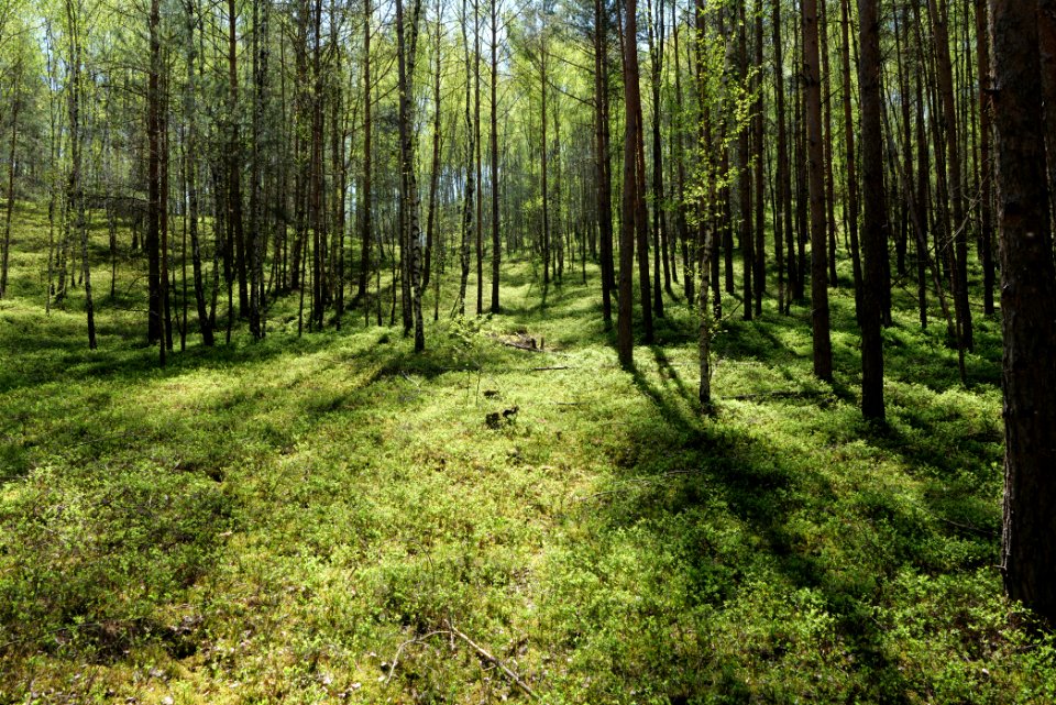 Baruther Urstromtal und Luckenwalder Heide 2021-05-09 164