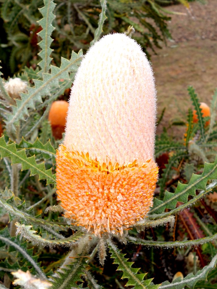 Banksia victoriae - UC Santa Cruz Arboretum - DSC07517
