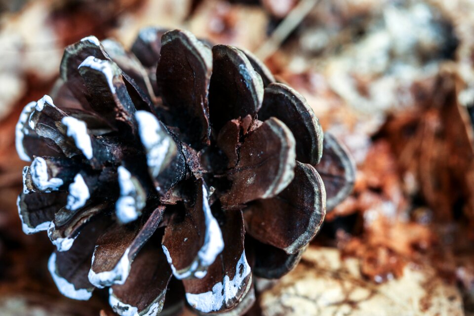 Pinecone nature macro