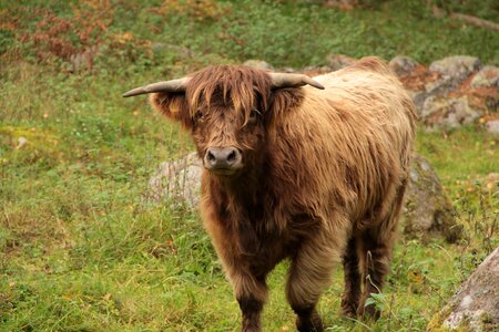 Cattle summer highlandcattle