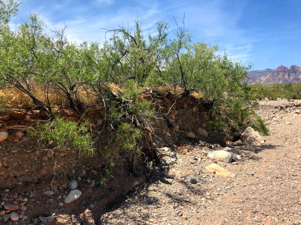Bankside vegetation at Red Rock Wash in the Red Rock Canyon NCA