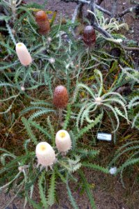 Banksia victoriae - UC Santa Cruz Arboretum - DSC07515