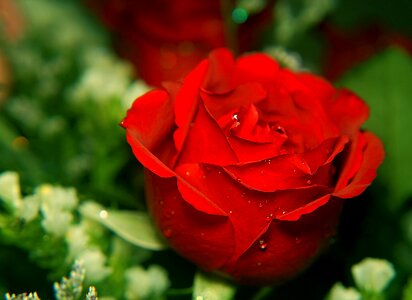 Red rose flower buds drops sượng