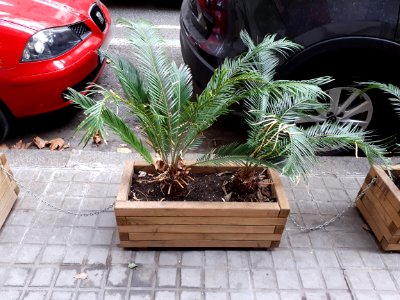 Barcelona wooden planter 2017 A