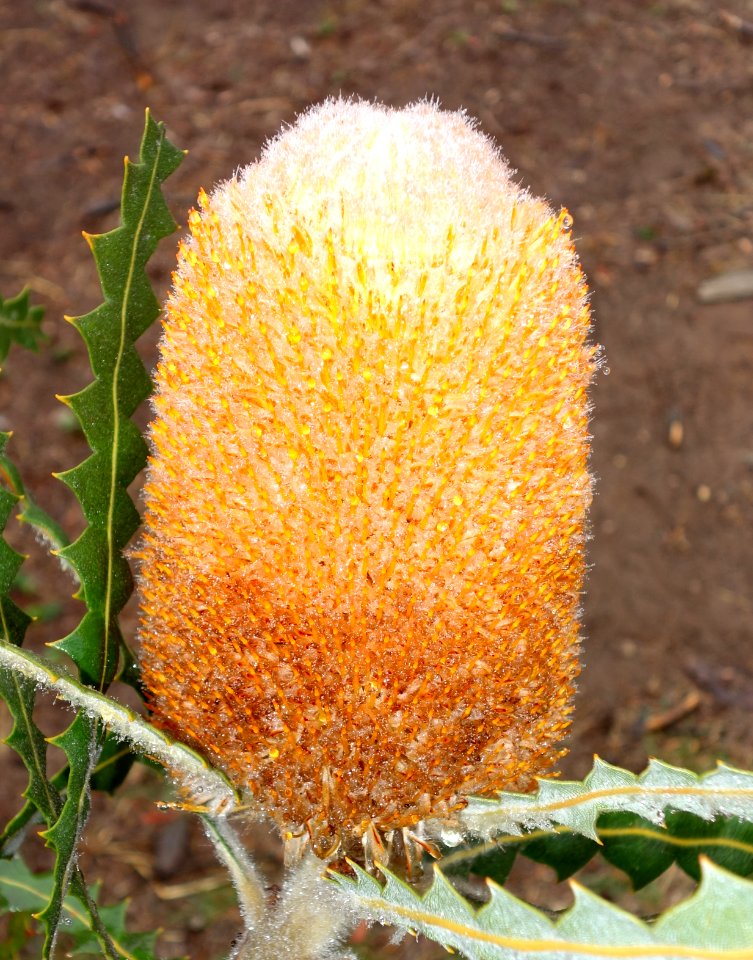 Banksia victoriae - UC Santa Cruz Arboretum - DSC07519