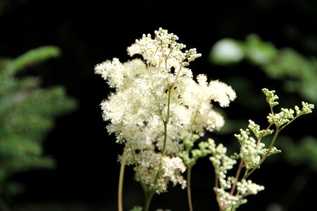 White summer flower meadowsweet