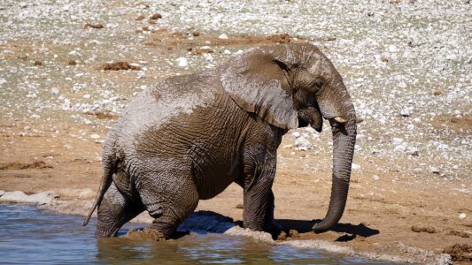 Animal waters etosha national park