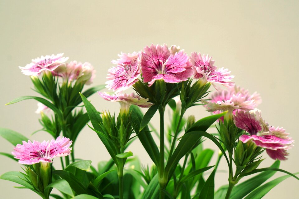 Inflorescence natural pink white