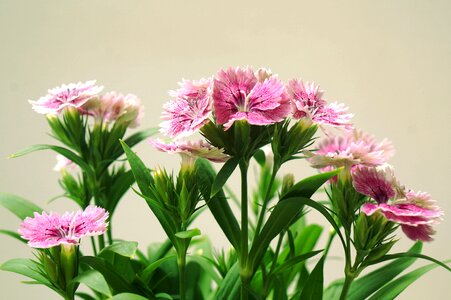 Inflorescence natural pink white photo