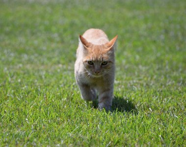 Cat orange tabby grass photo
