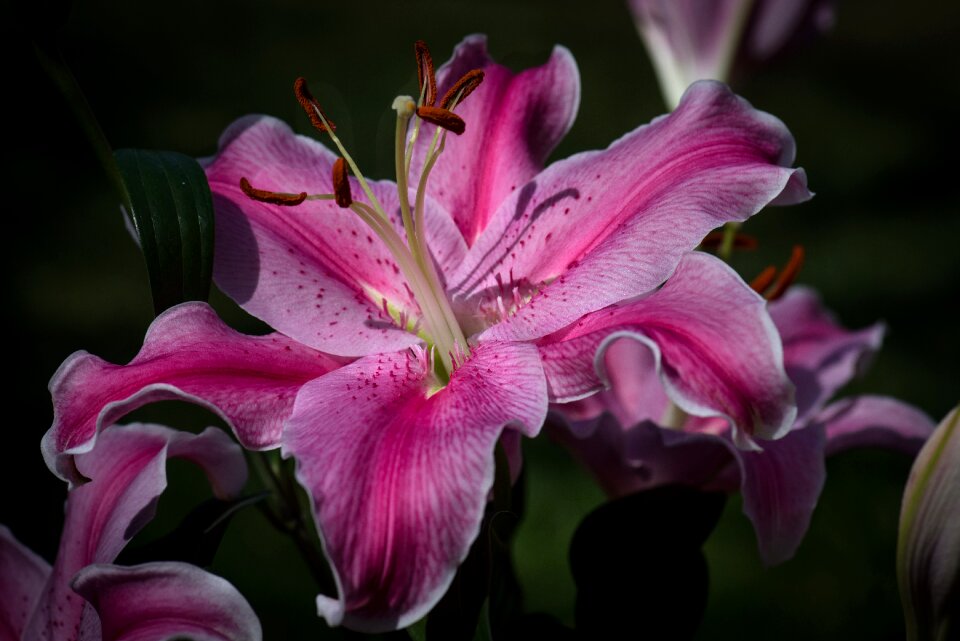 Garden floral blossom