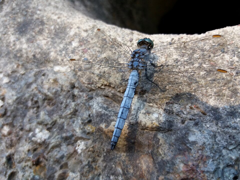 Croatia dragonfly blue