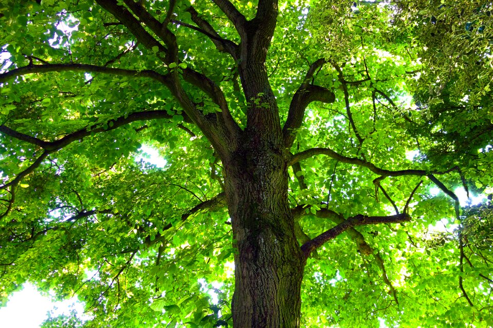 Tree top branch foliage
