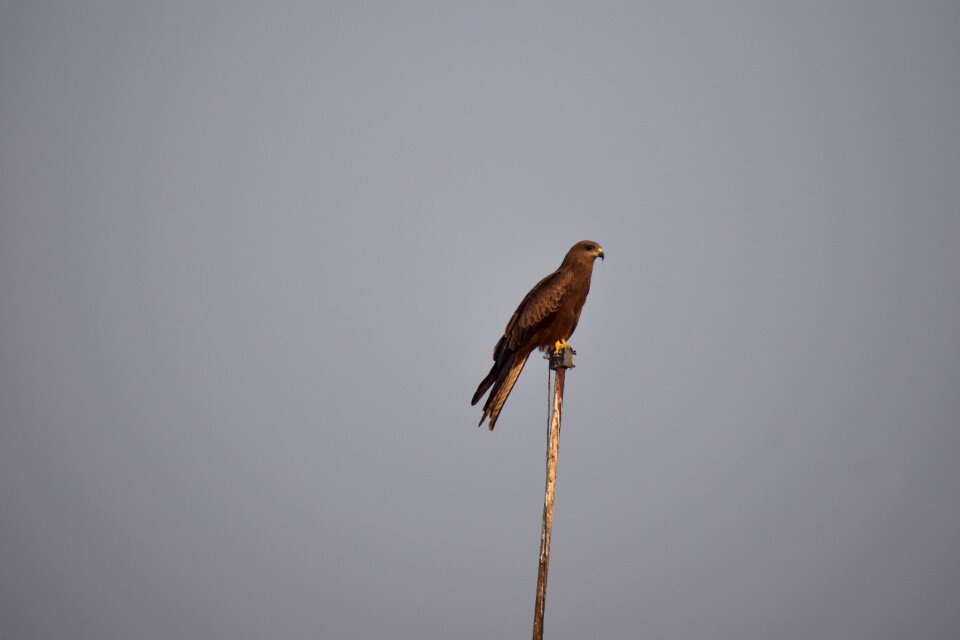 Looking for prey bird predator