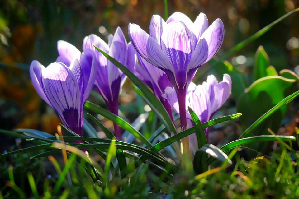 Flowers season spring