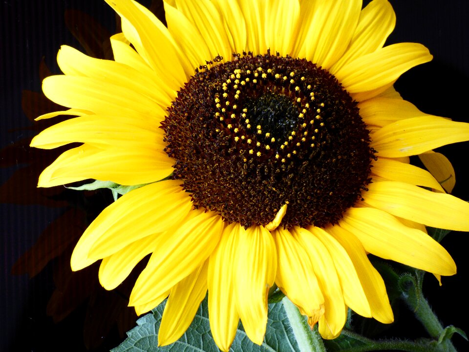 Plant flower yellow