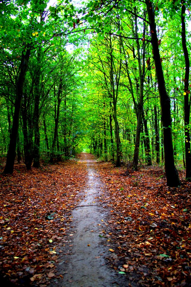 Autumn landscape nature poznan photo