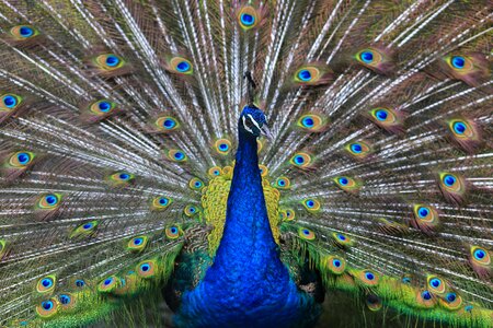Feather bird ceremony