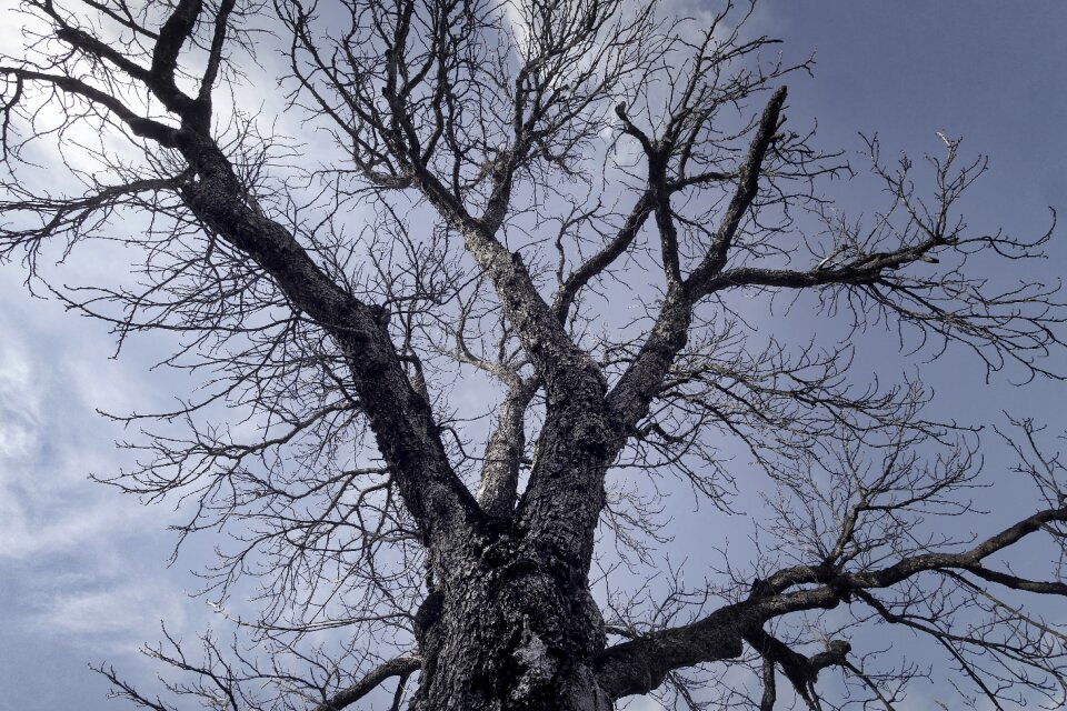 Landscape winter structure
