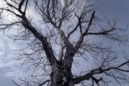 Landscape winter structure