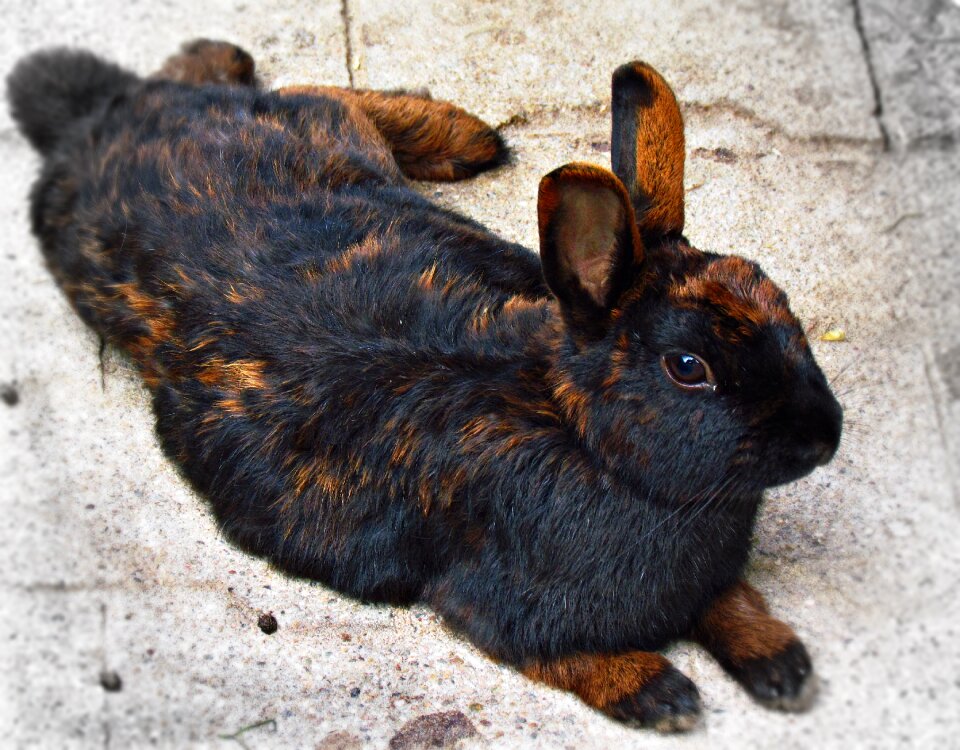 Bunny fur lovely small