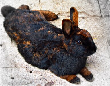 Bunny fur lovely small