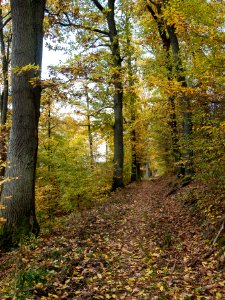 Altenbrak Eichenallee (5)