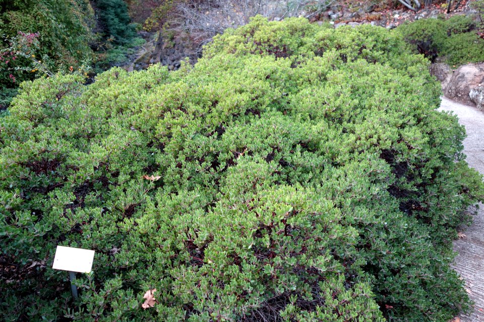 Arctostaphylos franciscana - Regional Parks Botanic Garden, Berkeley, CA - DSC04529