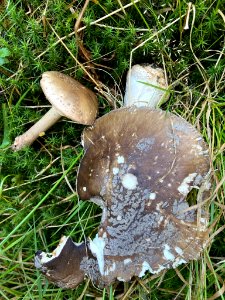 Amanita porphyria 96251361