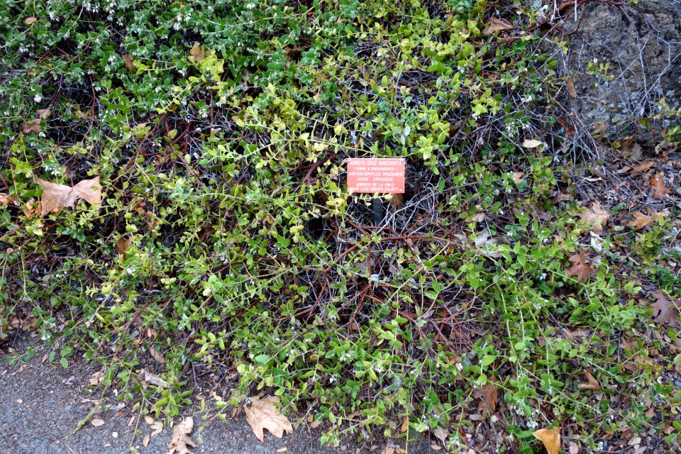 Arctostaphylos cruzensis - Regional Parks Botanic Garden, Berkeley, CA - DSC04547