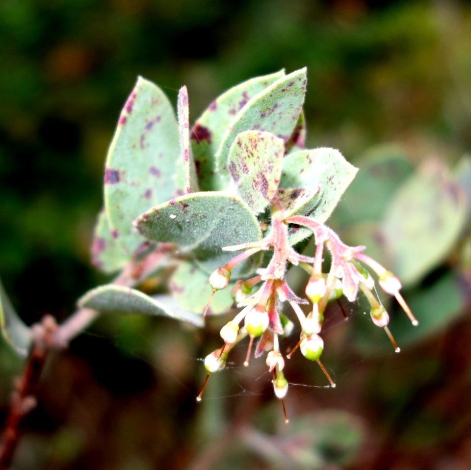 Arctostaphylos gabilanensis - Regional Parks Botanic Garden, Berkeley, CA - DSC04570