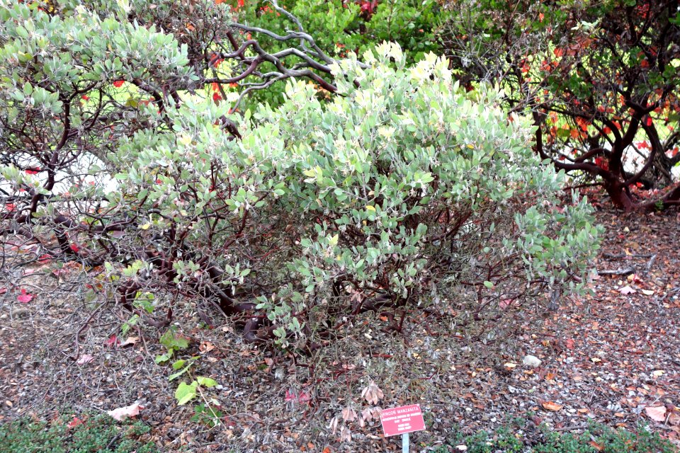 Arctostaphylos canescens subsp. sonomensis - Regional Parks Botanic Garden, Berkeley, CA - DSC04374