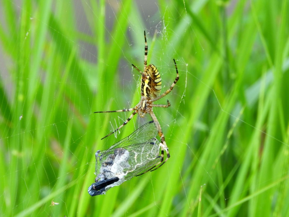 Argiope bruennichi(Female,Japan,17.08.23)