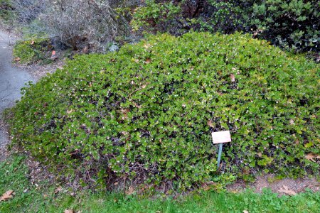 Arctostaphylos edmundsii - Regional Parks Botanic Garden, Berkeley, CA - DSC04551