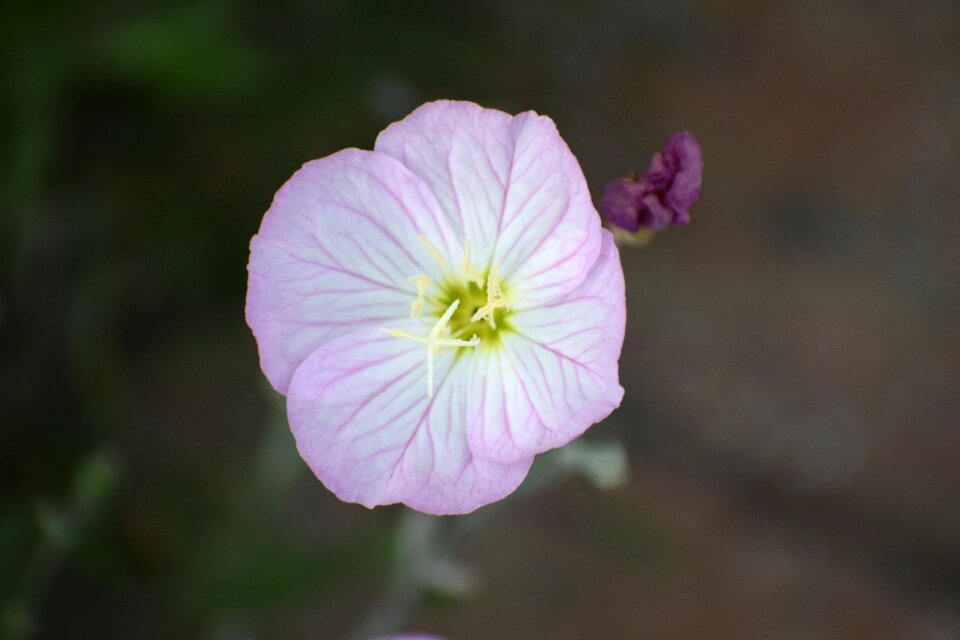 Nature blossom spring photo