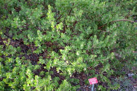 Arctostaphylos columbiana - Regional Parks Botanic Garden, Berkeley, CA - DSC04387