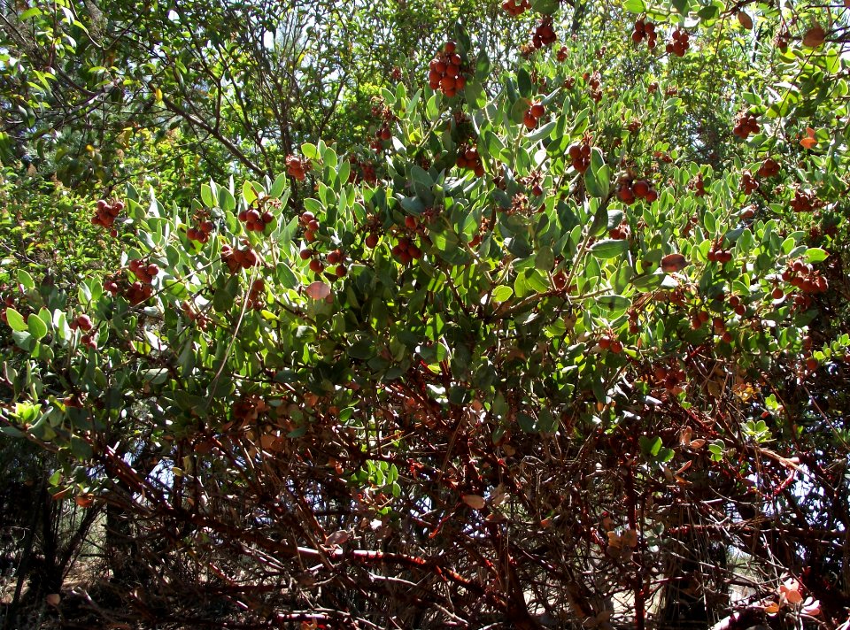 Arctostaphylos catalinae 3 photo