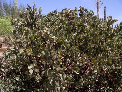 Arctostaphylos glandulosa crassifolia