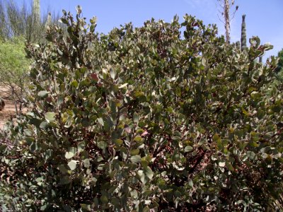 Arctostaphylos glandulosa crassifolia photo