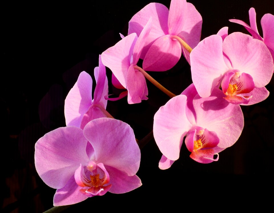 Pink flower decor