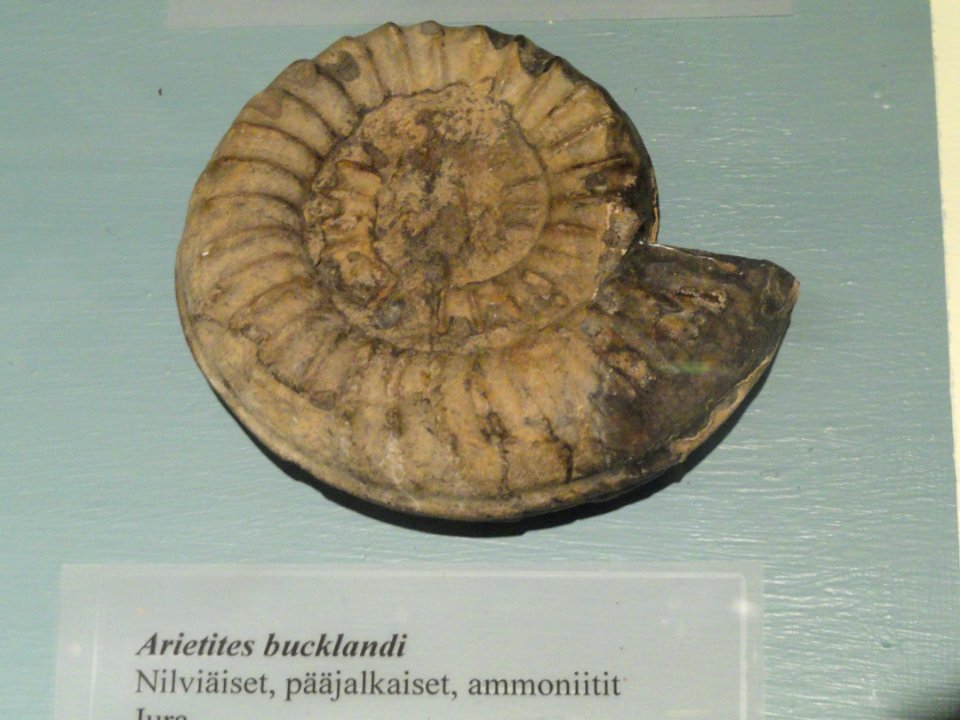 Arietites bucklandi - Fossils in the Arppeanum - DSC05519