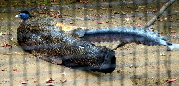 Argusianus argus Planckendael 06112015 1