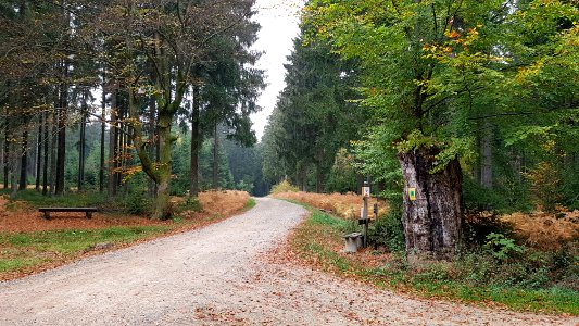 Amel-im Wald bei Meyerode