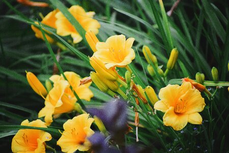 Nature blossom spring